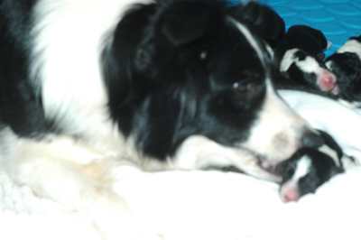 dog-breeding-the-whelping-box-tools-and-techniques-for-whelping-puppies