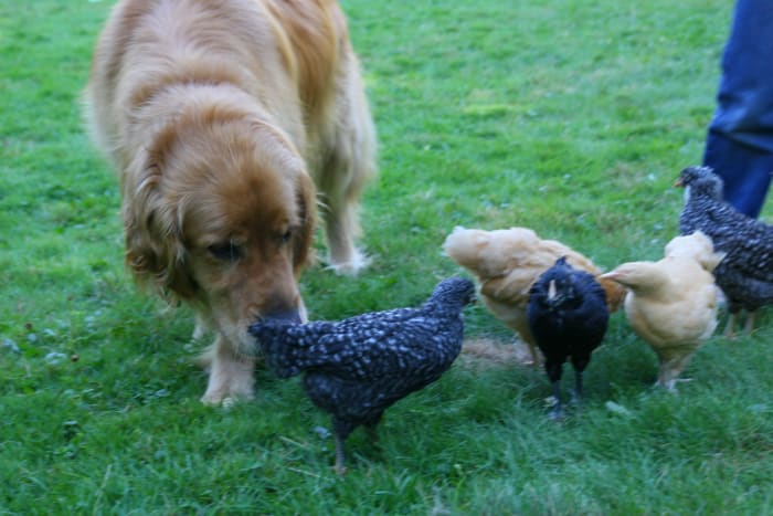 This Golden Retriever has been trained to protect its family's chickens.