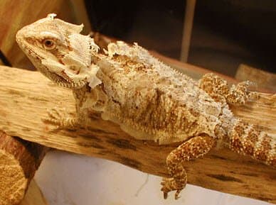 vărsarea Dragonului Adult.