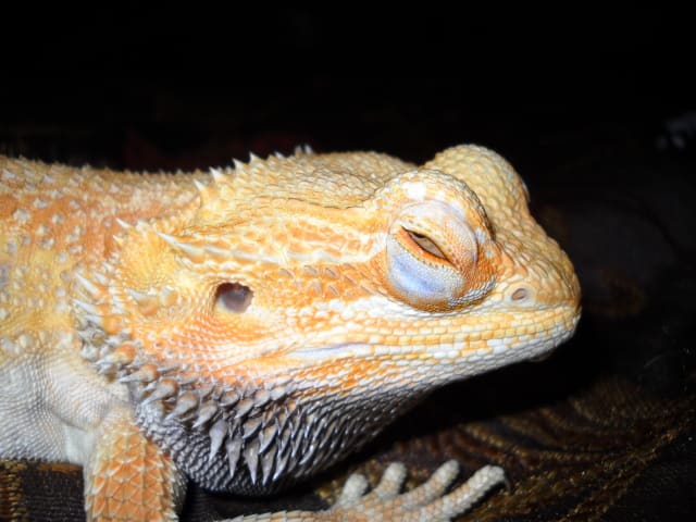 los ojos Hinchados en un dragón.