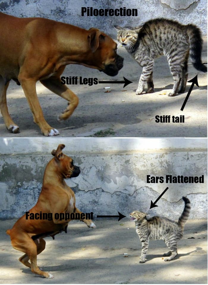 This cat is defensive because of the downward, curved, bristled tail (raised and bristled also is fearful), flattened ears, gaping mouth, and stiff legged posture. Sometimes the postures of defensive and offensive can resemble each other.