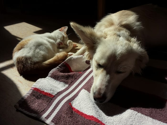 If you have more than one pet in your family, some of the other animals may also show signs of grief and sadness over the loss of an animal friend.