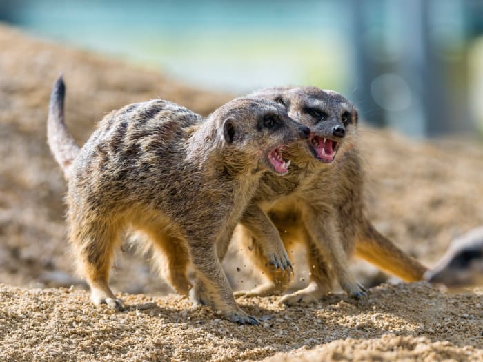 Meerkats also make 'bad pets' for the general public. They are rare in private ownership in the United States.