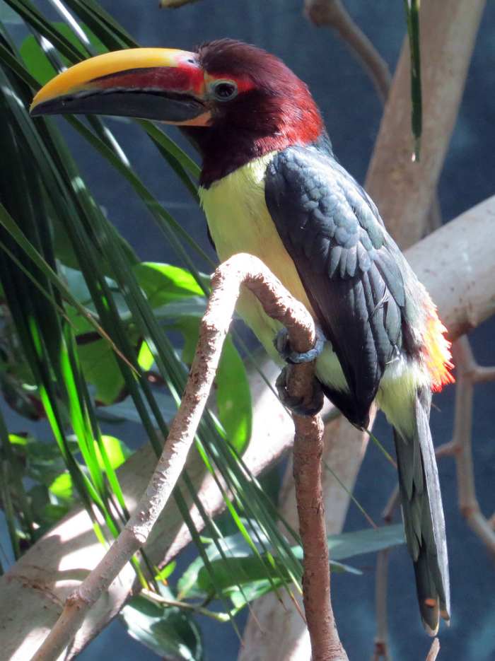 The 5 Best Exotic Pets You Can Own PetHelpful