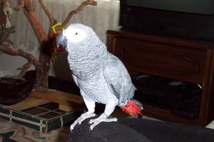 Bailey would fly over from his tree perch to spend "knee time" or sample our supper.