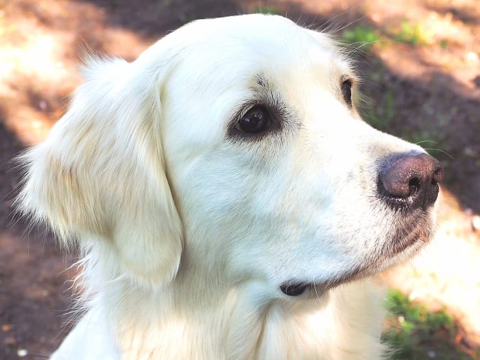 The Truth About English Cream (White) Golden Retrievers - PetHelpful