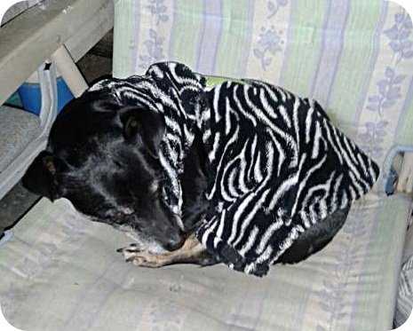 Getting ready for a nap in his un-snapped ill-fitting sweater; the arm holes are too far back and the collar fits low on the back of his neck.