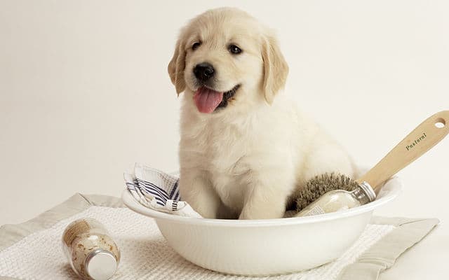 Golden retrievers are predisposed for renal failure; vet monitoring recommended.
