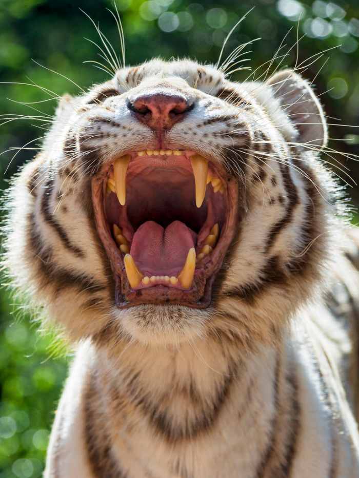 Tiger attack victims deal with this. White tiger shows off teeth.