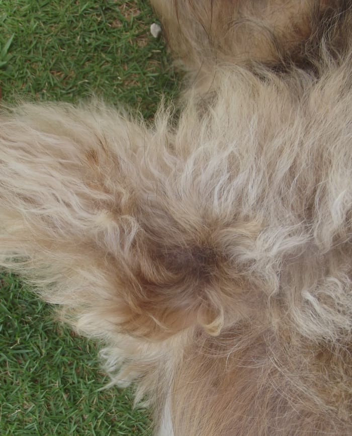Small dogs are unlikely to develop an elbow callus, even when sleeping on concrete or other rough surfaces.