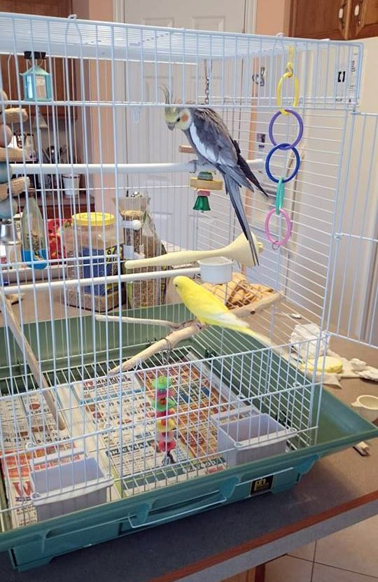 Let your birds go in by themselves. These two buddies get along well and do not fight so it is okay to keep them together.