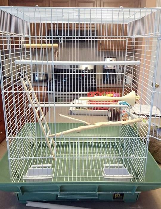 Here I have added all the perches to the birdcage and ensured that both birds that will be in this cage have plenty of space.