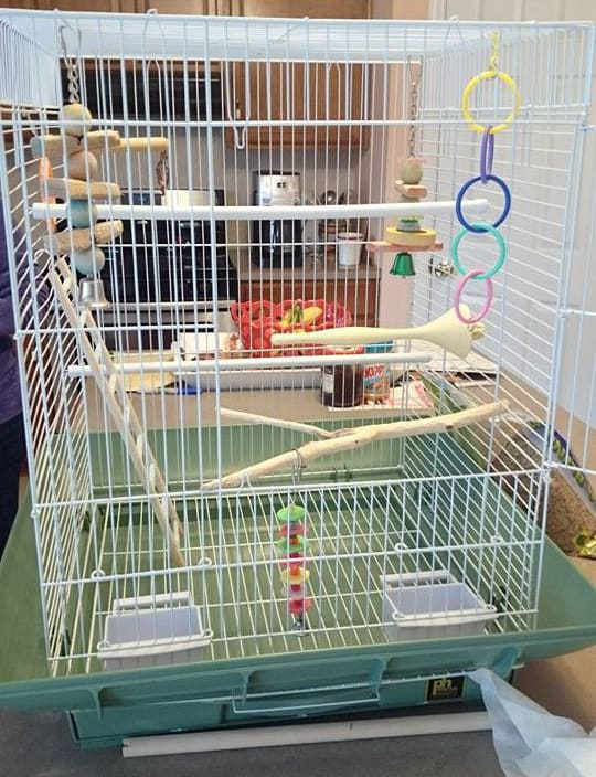 How to Set Up a Birdcage for a Parakeet or Cockatiel - PetHelpful - By ...