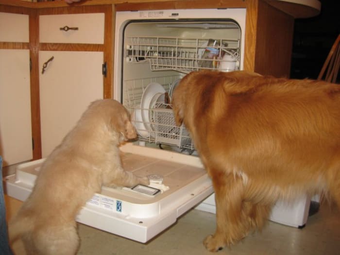 Be careful; Goldens will eat almost anything that resembles food, regardless of whether or not it is good for them.