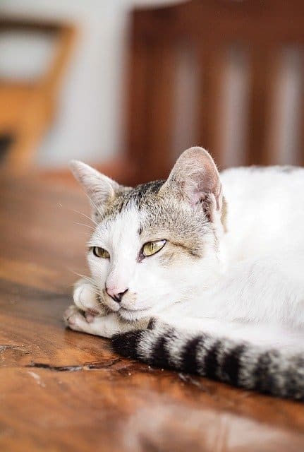 Mohou mít kočky Downův syndrom? Technický popis a termíny
