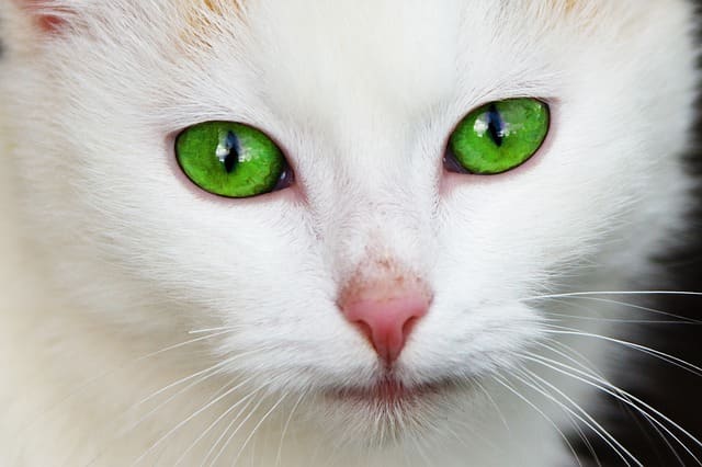 Péče o kočky s kočičím Downovým syndromem