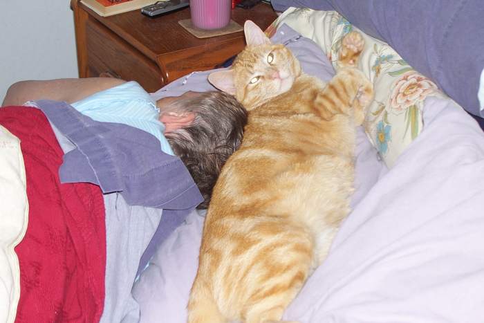 This was our "Jigsaw Puzzle" kitty, named for his fur patterns. He was a real snugglebug, but sadly crossed the Rainbow Bridge in December 2018.