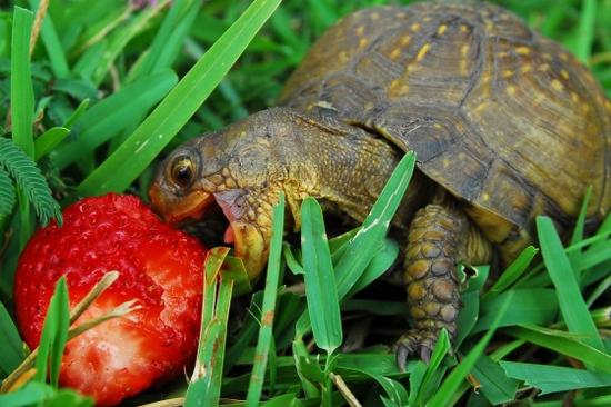 Strawberries are a favorite, but never overdo it with any single food. Variety helps insure nutritional balance.
