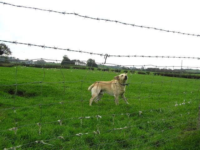Dog Sniffing Air