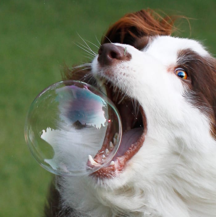 This is gonna taste great. - Dog