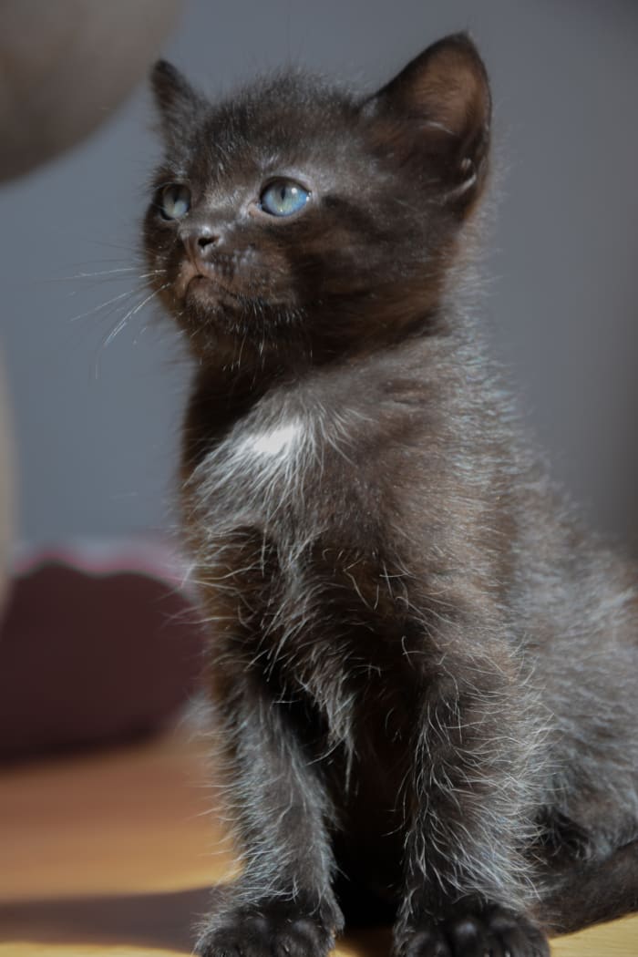 Serious Kitten approves your nerdiness.