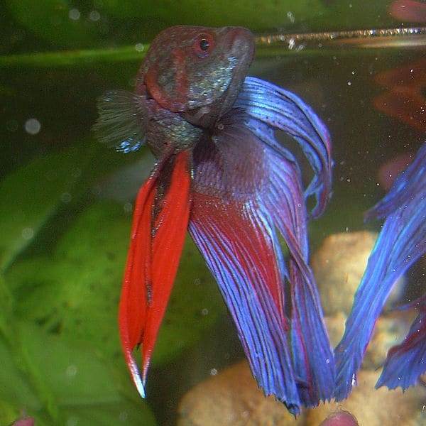 Bettas thrive in tanks that meet their needs.
