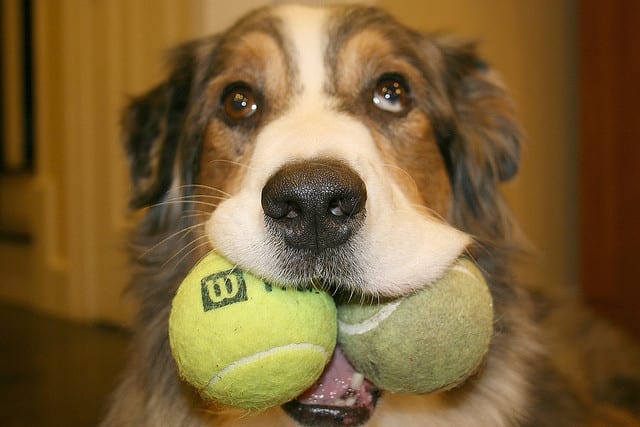 A strange object in your dogs mouth will always lead to excessive drooling!