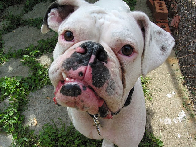 If your dog has a bad tooth (or teeth) it may cause him to drool a lot.