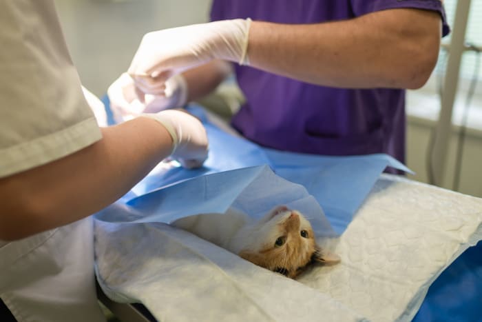 Veterinary professionals train for years to learn how to safely and appropriately handle animals in a clinical setting.
