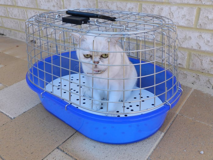 Consider using a carrier to make it easier to prevent your pet from interacting with others in the parking lot or waiting room.