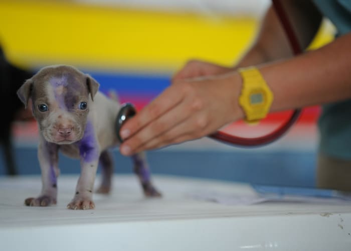 You, your pet, your veterinarian, and their staff will all be safer and happier if you avoid these six troublesome behaviors.