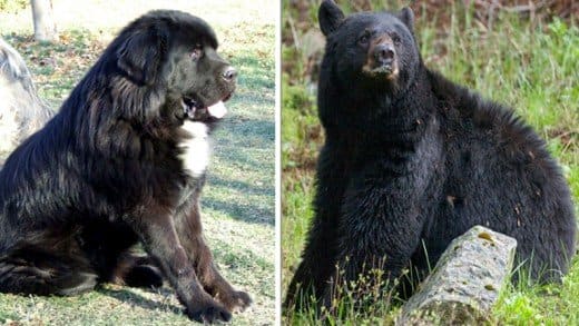 7 Dogs That Look Like Bears - PetHelpful - By fellow animal lovers and ...