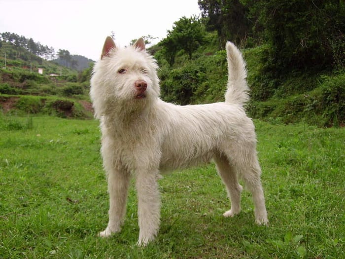 The Xiasi Quan is named after the town it comes from. This dog is thought to bring wealth to its owners.