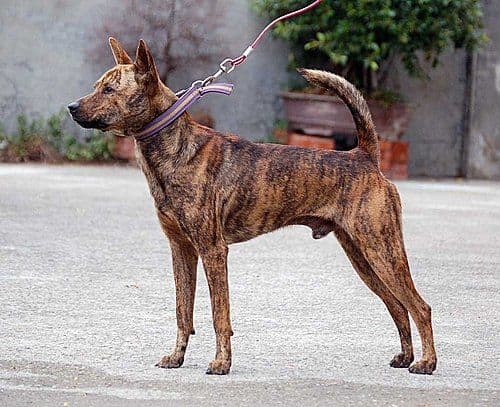 In addition to hunting and working as guard dogs, Formosan Mountain Dogs may be trained as rescue dogs or even do stuntwork.