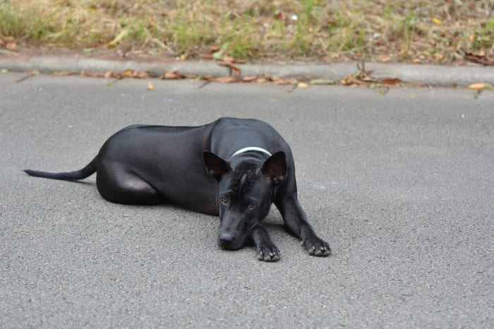 This is a black Thai Ridgeback; their coat also comes in blue and red. You can just see the darker ridge of fur along its back that gives the dog its name.