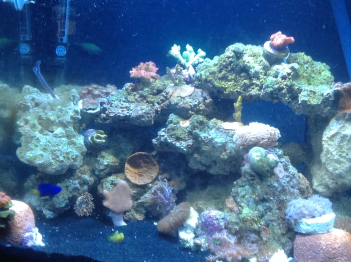 I placed two Eco-Bio Blocks in my aquarium approximately two weeks prior to taking this photo.