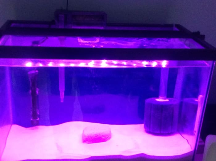 The basic quarantine tank like the one in the photo that I set up. Is a 20 gallon rectangular aquarium. I have a light, thermostat, thermometer. A sponge filter in the corner powered by a basic air pump. And a external filter on rear of tank.