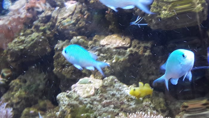 Three's a crowd. Fish species of similar temperament in a newly established saltwater aquarium, is often the key to a well established and peaceful environment.