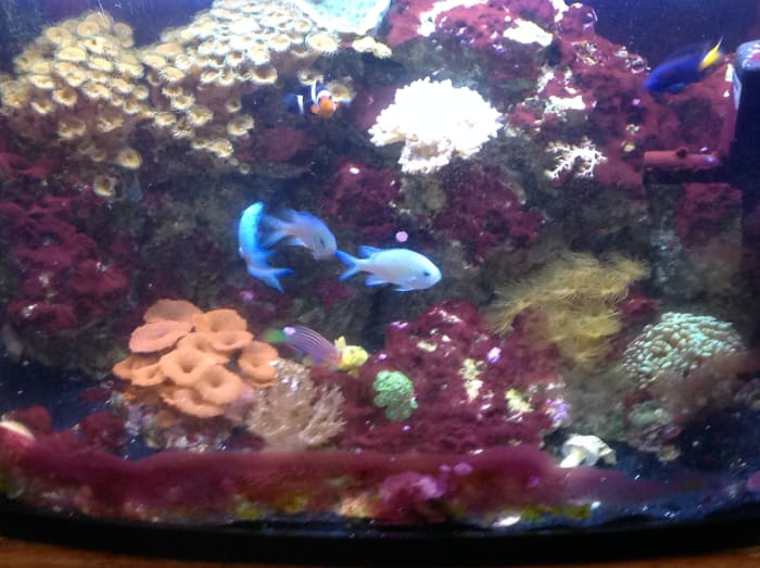 Capturing the moment: a group photo of several saltwater marine inhabitants and various corals within my 30-gallon Biocube Aquarium.