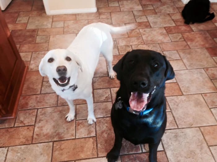 Stella and Cash, two of the most fun and sweet dogs you could ever know! I absolutely adore this picture!
