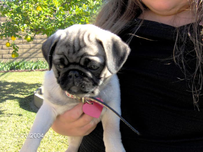 A sweet little pug dog, on Christmas Day! She is just precious. If I am recalling correctly, this is Molly, who eventually went on to be owned by my Dad. He loved her to pieces.