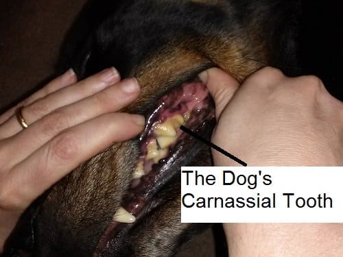 How a Dog's Carnassial Tooth May Cause Swelling Under the Eye