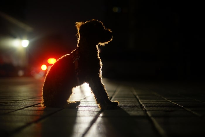 Um cão à espera à noite.