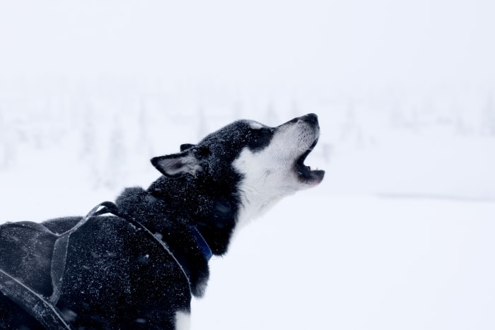 Un cane pronto per andare in slitta e che ulula con eccitazione.