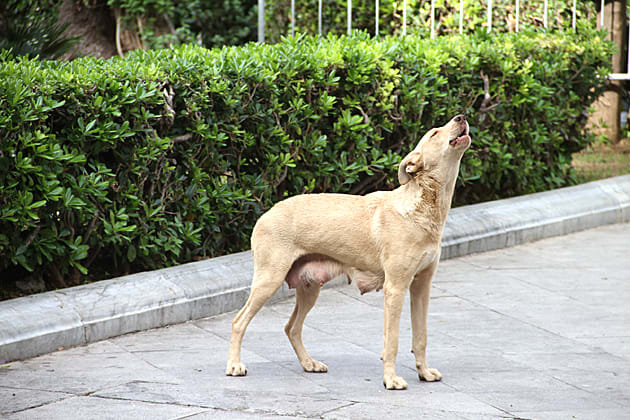 Een moederhond huilt.