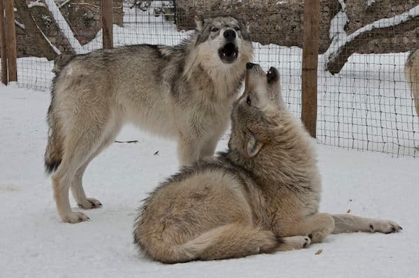 Lobos uivam para comunicar.