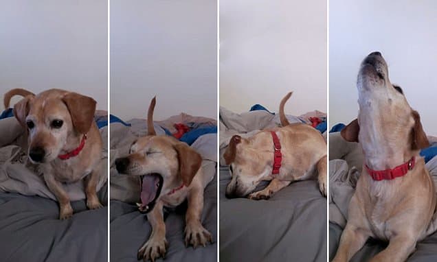 Um cão a uivar e a tentar descansar.