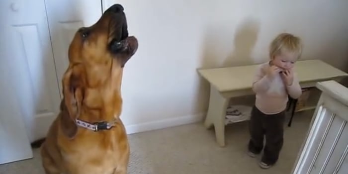 Un chien irrité par le son d'un orgue à bouche.