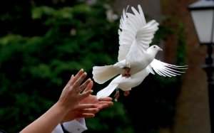 Doves are sometimes released at weddings, but this is not recommended. These doves often become lost and are easy prey for predators.