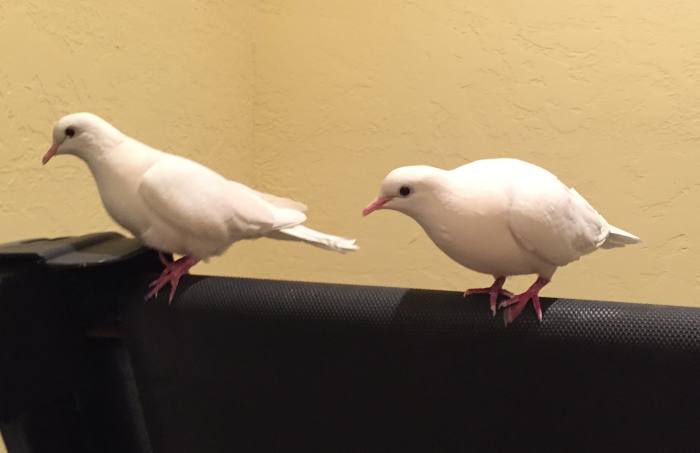 Do White Java Doves Make Good Pets? - PetHelpful - By ...